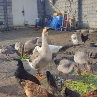 بغلمون و غاز و غو غاز|حیوانات مزرعه|رشت, آتشگاه|دیوار