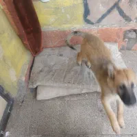 توله سگ ژرمن شپرد نر|سگ|مشهد, خلق آباد سفلی|دیوار