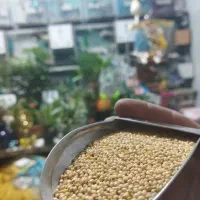 دان طوطی سانان|لوازم جانبی حیوانات|ارومیه, |دیوار