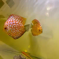 دیسکس|ماهی|تهران, تهرانپارس جنوبی|دیوار