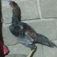 جوجه لاری خروس نسل دار شیش دانگ بشرط|حیوانات مزرعه|چوار, |دیوار