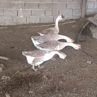 قوغاز