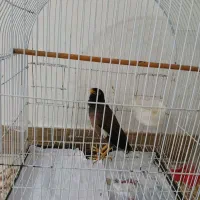 مرغ مینا نر|پرنده|فومن, |دیوار