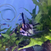 ماهی اکواریم|ماهی|بندر ماهشهر, |دیوار