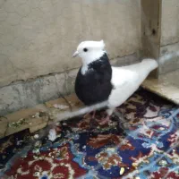طوقی|پرنده|دره شهر, |دیوار