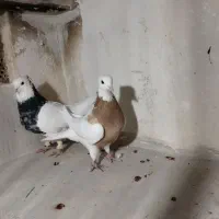 کبوترطوقی هفرنگ جفتی به شرط تخم