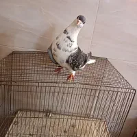 گلین .نر|پرنده|اصفهان, هفتون|دیوار