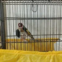 سهره نر|پرنده|تهران, صاحبقرانیه|دیوار