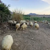 میش همراه بره|حیوانات مزرعه|بافت, |دیوار