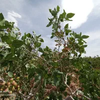 باغ شاهین شهر ،گرگاب، قابل معاوضه و تهاتر|فروش خانه و ویلا|شاهینشهر, فرودگاه هسا|دیوار