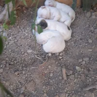 سک پاپی شیتزو|سگ|برخوار, |دیوار