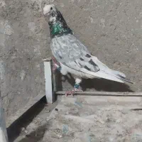 کیشکیله هفرنگ کاکلی نر