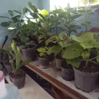 گلهای زیبا وسالم ۴۰هزار|گل و گیاه طبیعی|هشتگرد, فاز ۷ مهستان|دیوار