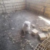 سلام فروش ۲ سگ پاپی نرماده مولد