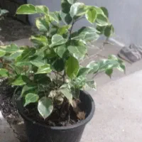 فروش  بنجامین ابلغ  و بلک  و یوکا  تنه دار .رخ زده