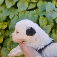 توله سگ شیتزو|سگ|زرند, |دیوار