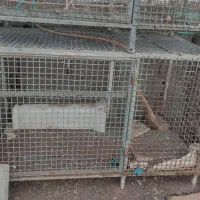 دو عدد قفس پرنده و... اهنی سالم و تمیز.|لوازم جانبی حیوانات|تهران, زرکش|دیوار