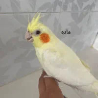 جوجه عروس هلندی نر و ماده ۵ ماهه دونه ای۷۰۰|پرنده|نیشابور, باغرود|دیوار