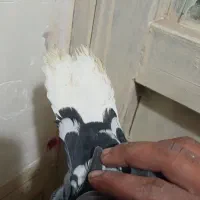 دوتا کفتر ی زاغ دم سفید ی پلنگ|پرنده|کرمان, |دیوار