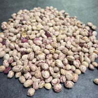 فروش انواع لوبیا قرمز - چیتی - چشم بلبلی - سفید|عمدهفروشی|ری, منصوریه منگل|دیوار