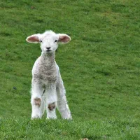 فروش بره زیر میشی