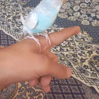 مرغ عشق دستی و جفت تمام زرد چشم شرابی|پرنده|راین, |دیوار