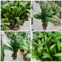 گل آپارتمانی برگ عبایی ابایی سانسوریا پتوس آگلونما