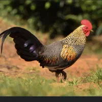تعدادی خروس فروشی
