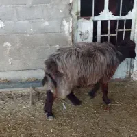 کاوه میش تهه بختیاری