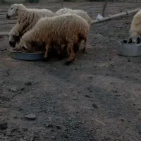 گوسفند نیمه نگه میدارم به مدت 5سال