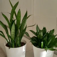 گل سانسوریا|گل و گیاه طبیعی|الوند, |دیوار