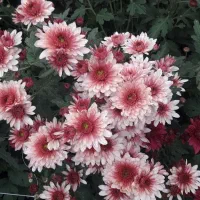 گل داودی تازه وغنچه بار