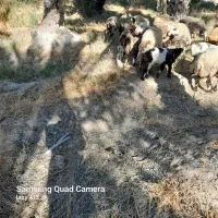 ۱۹راس میش بره دار و آبستن داشتی|حیوانات مزرعه|جره و بالاده, |دیوار