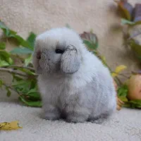 خرگوش لوپ آنوچ کاپادایا|موش و خرگوش|زاهدان, |دیوار