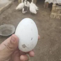 غاز نر ماده درحال تخم گذاری