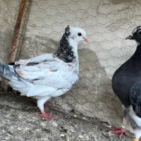 دو عدد کبوتر بی نظیر کاکلی