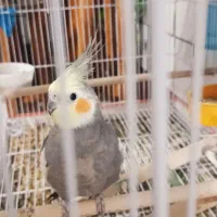 پرنده عروس هلندی