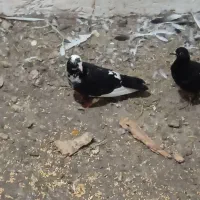 کبوتر دوبر|پرنده|لیسار, |دیوار