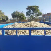 تفاله چغندر