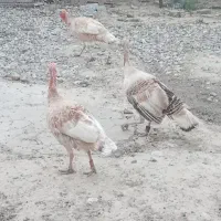 غاز بوقلمون محلی