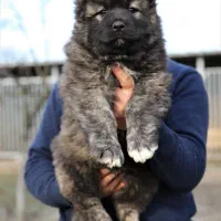 فروش توله قفقازی سگ نگهبان گله