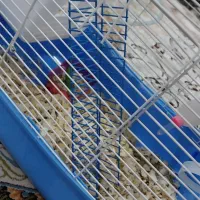 همستر همراه قفس|موش و خرگوش|قدس, شهرقدس|دیوار