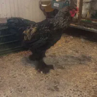 دو عدد خروس برهما|حیوانات مزرعه|بابل, |دیوار