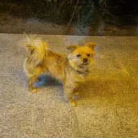 سگ پاپی|سگ|باغ بهادران, |دیوار