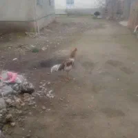 لاری|حیوانات مزرعه|آق قلا, |دیوار