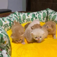 گربه پرشین نر و ماده