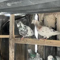 کفتر پرشی|پرنده|شهر ری, صالحآباد شرقی|دیوار