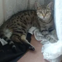 گربه گم شده