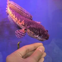 ماهی چانا گلدن کبری