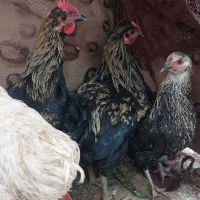 مرغ و خروس|حیوانات مزرعه|تربت جام, مطهری|دیوار